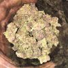 Afghan Purple Kush Cannabis Strain premium indica cannabis flower by HighShop420