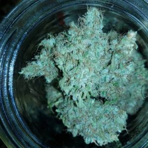 Double Glock Cannabis Strain premium hybrid cannabis flower by HighShop420