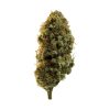 El Dorado Cannabis Strain premium sativa cannabis flower by HighShop420