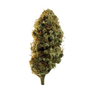 El Dorado Cannabis Strain premium sativa cannabis flower by HighShop420
