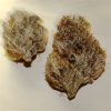 Nepalese Cannabis Strain premium Himalayan landrace cannabis flower by HighShop420