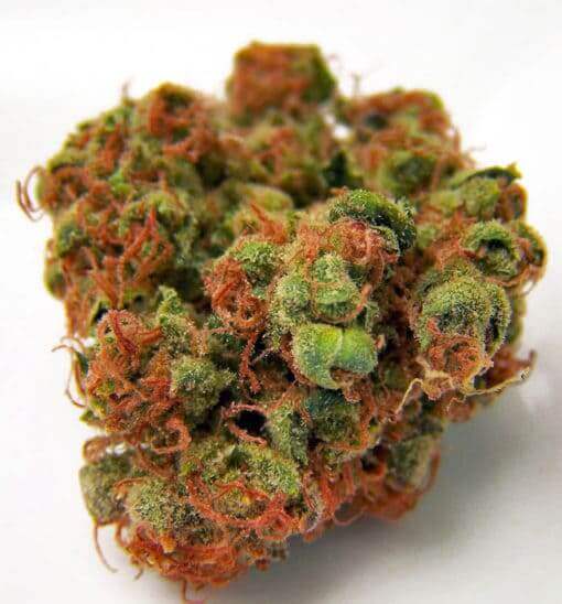 Panama Red Cannabis Strain premium landrace sativa flower by HighShop420