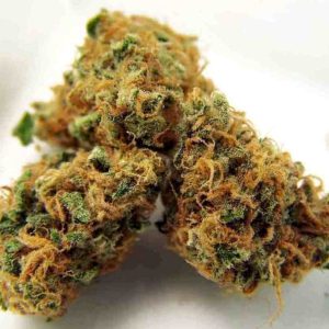 Tangerine Sunrise Cannabis Strain premium citrus sativa cannabis flower by HighShop420