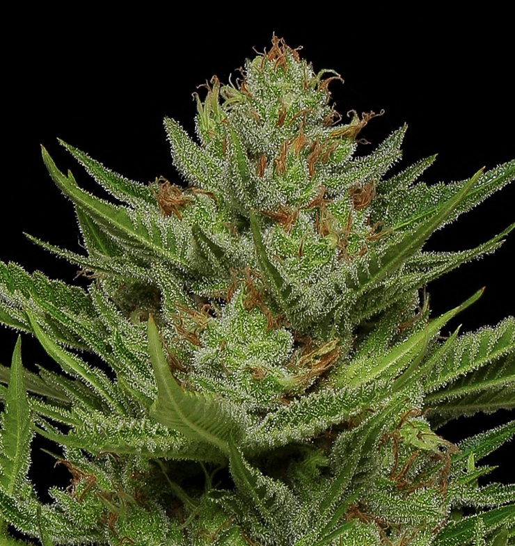 highest THC strain